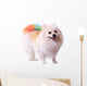 Pomeranian Dog Grooming Colorful