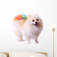 Pomeranian Dog Grooming Colorful