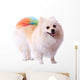 Pomeranian Dog Grooming Colorful