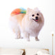 Pomeranian Dog Grooming Colorful