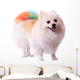 Pomeranian Dog Grooming Colorful