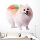 Pomeranian Dog Grooming Colorful