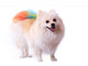 Pomeranian Dog Grooming Colorful