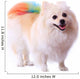 Pomeranian Dog Grooming Colorful