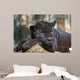 Black Leopard