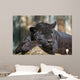Black Leopard