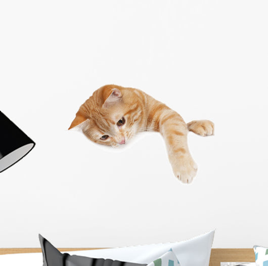 Red Cat White Board