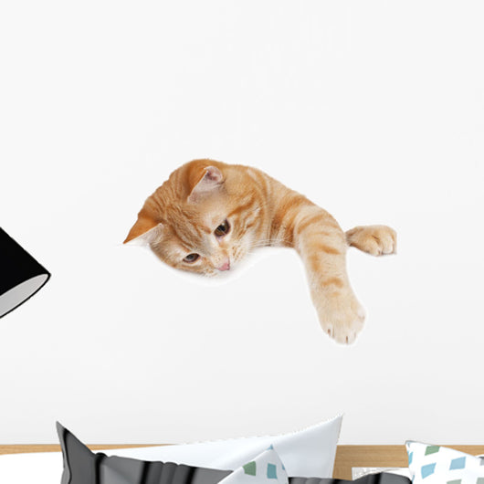 Red Cat White Board