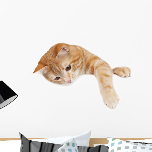 Red Cat White Board