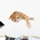 Red Cat White Board