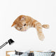 Red Cat White Board