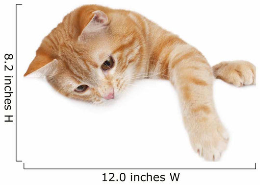 Red Cat White Board
