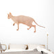 Sphynx Hairless Cat Isolated on White Wall Decal