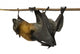 Fruit bat (flying fox) upside down on white background. Wall Decal