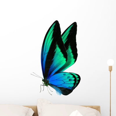 Beautiful Butterfly White shown on a wall