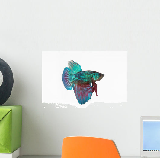Figthing Fish Betta