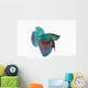 Figthing Fish Betta