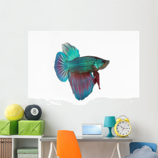 Figthing Fish Betta