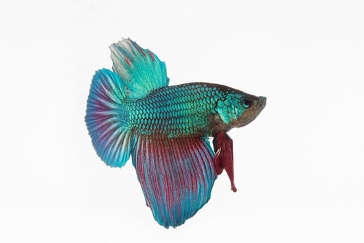 Figthing Fish Betta