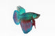 Figthing Fish Betta