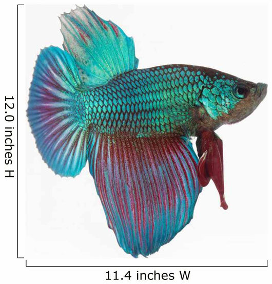 Figthing Fish Betta