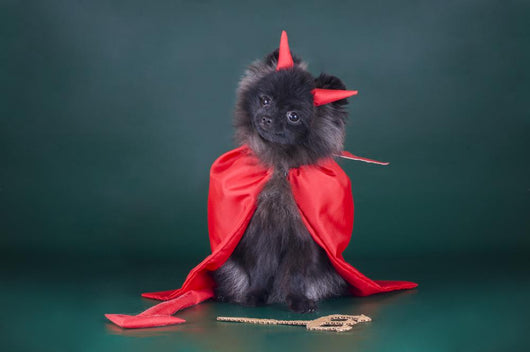 Pomeranian Devil Costume Wall Decal