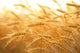 Wheat Field
