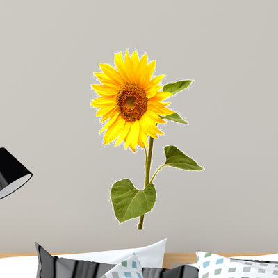 Sunflower shown on a wall