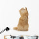 Cute Red Cat Stretches Her Paws Wall Decal