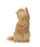 Cute Red Cat Stretches Her Paws Wall Decal