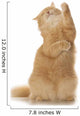 Cute Red Cat Stretches Her Paws Wall Decal