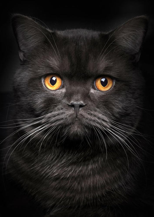 Portrait Black Cat Wall Decal