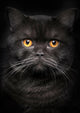 Portrait Black Cat Wall Decal