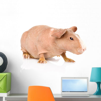 Skinny Guinea Pig Looking Wall Decal shown on a wall