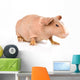 Skinny Guinea Pig Looking Away. Isolated on White Background Wall Decal