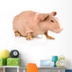 Skinny Guinea Pig Looking Away. Isolated on White Background Wall Decal