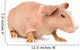 Skinny Guinea Pig Looking Away. Isolated on White Background Wall Decal