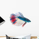 Siamese Fighting Fish White