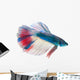 Siamese Fighting Fish White