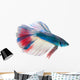 Siamese Fighting Fish White