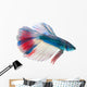 Siamese Fighting Fish White