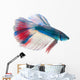 Siamese Fighting Fish White