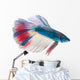 Siamese Fighting Fish White