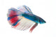 Siamese Fighting Fish White