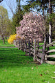 spring landscape Wall Mural