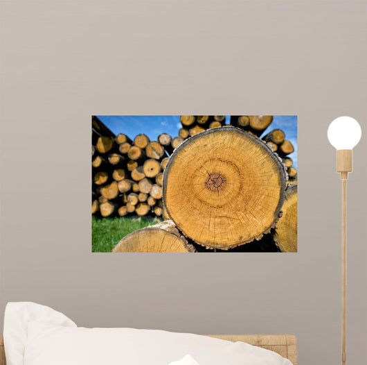 Stump Tree Felled Section