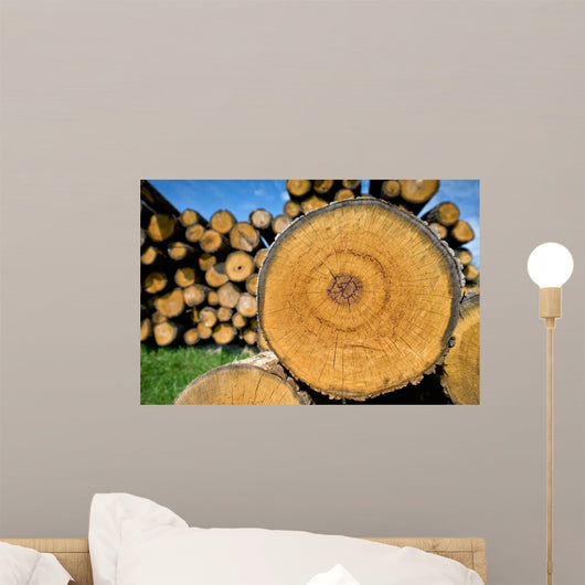 Stump Tree Felled Section