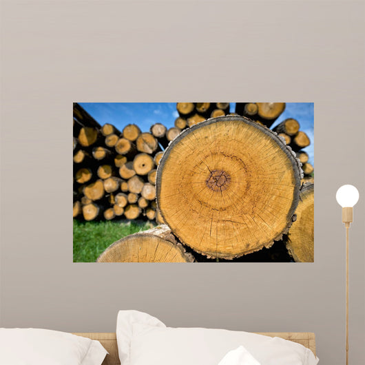 Stump Tree Felled Section