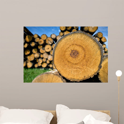 Stump Tree Felled Section