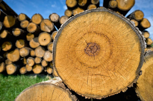 Stump Tree Felled Section
